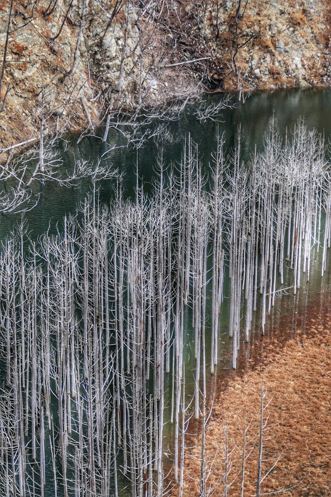 水没林