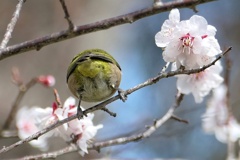 まん丸お尻のウメジロー