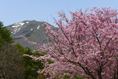 山桜と ２
