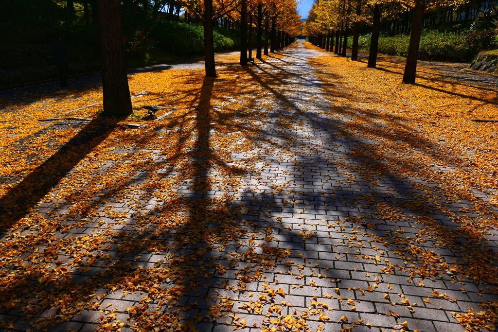 イチョウ並木５