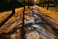 イチョウ並木５