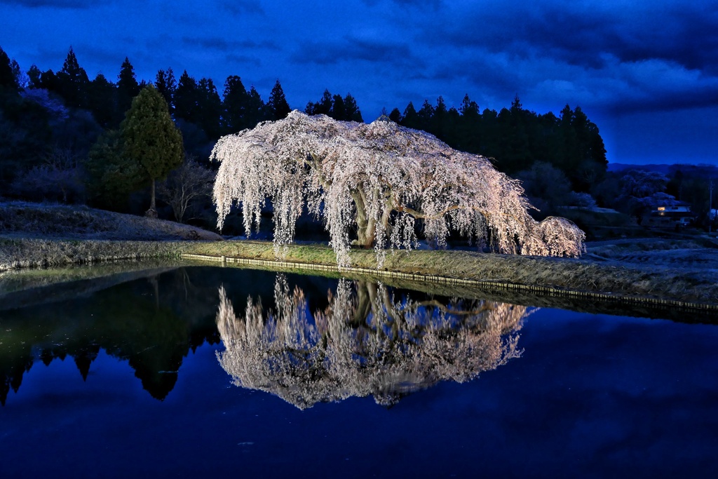 花園枝垂れ桜②