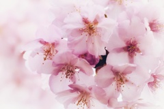 河津桜ブライト仕立