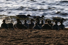 カモが沢山