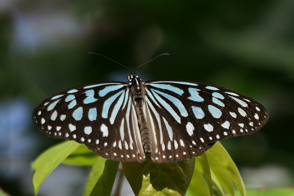 リュウキュウアサギマダラ