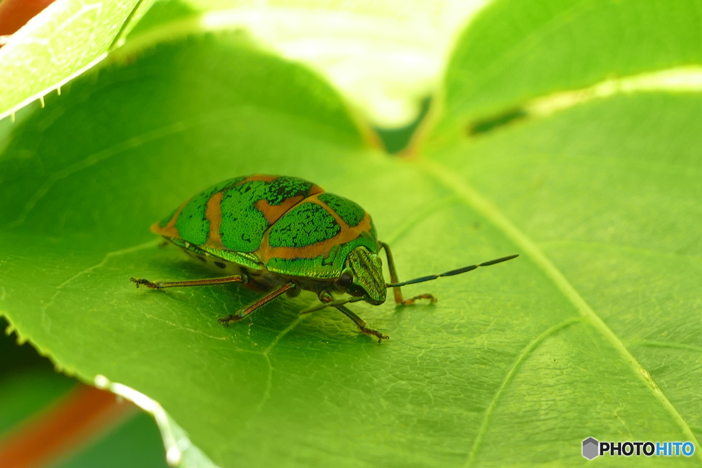 アカスジキンカメムシ