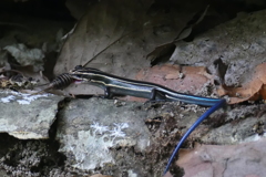 お食事中でしたか