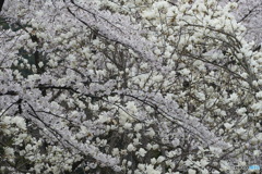 桜と白木蓮