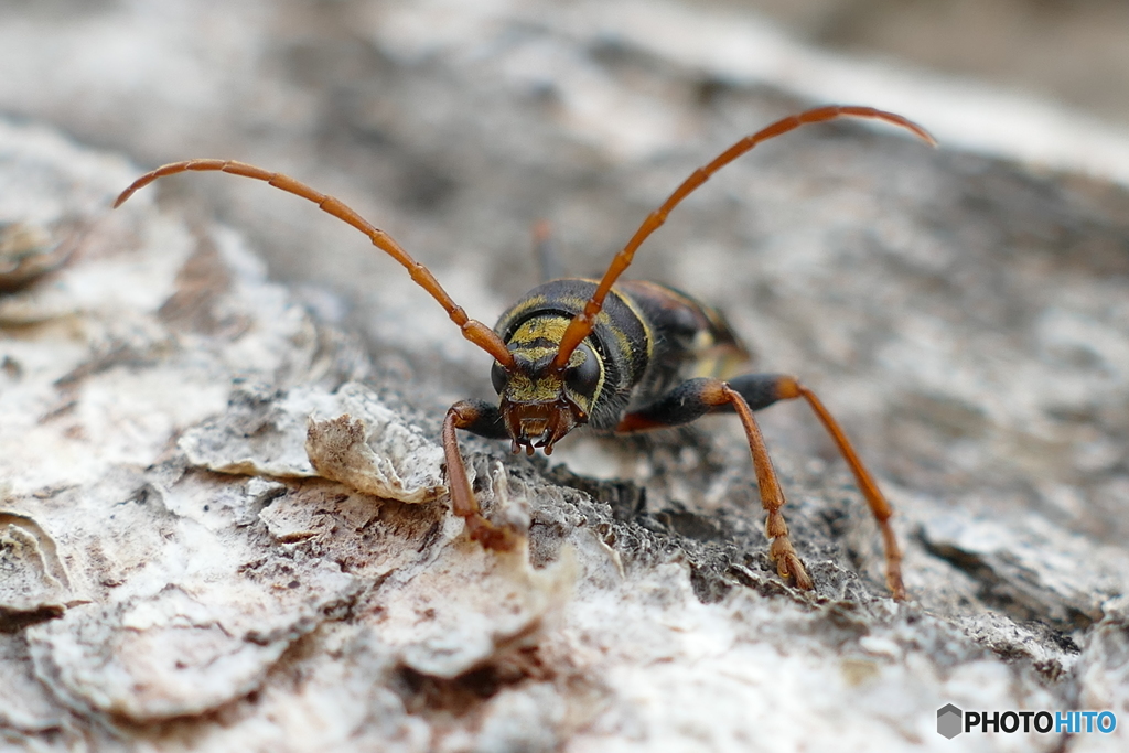 コトラカミキリ