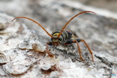 コトラカミキリ