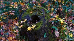 ＠鎌倉　明月院