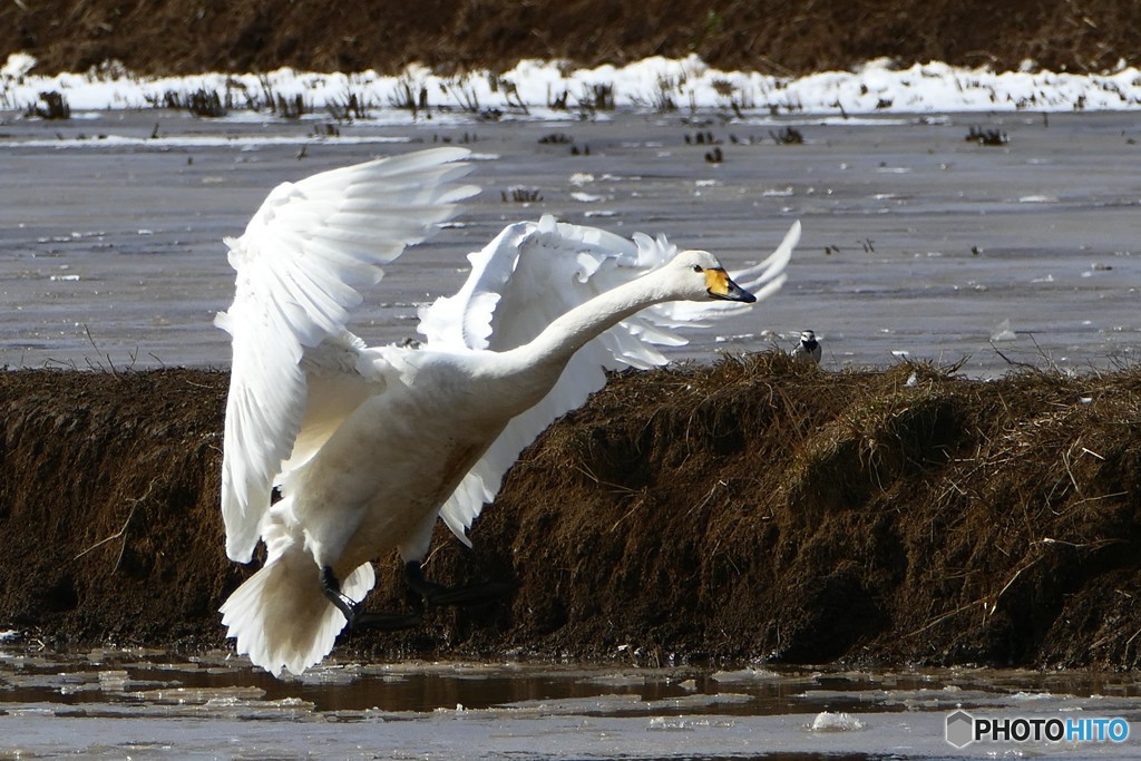 ハクチョウとハクセキレイ　(。´・ω・)ん?