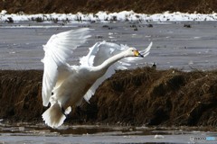 ハクチョウとハクセキレイ　(。´・ω・)ん?