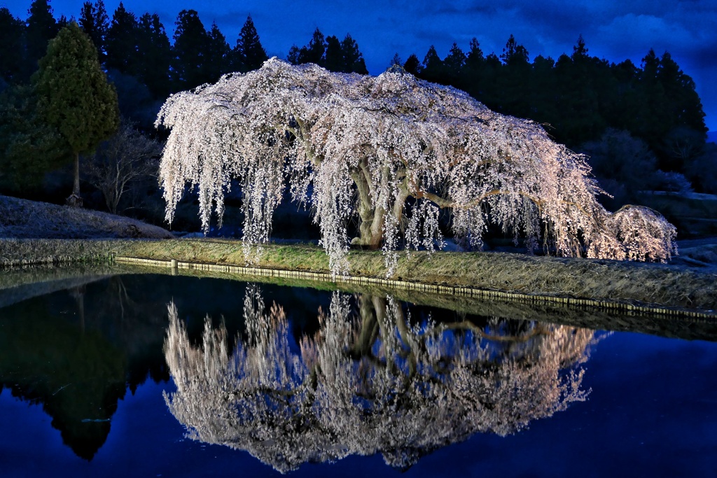 花園枝垂れ桜③