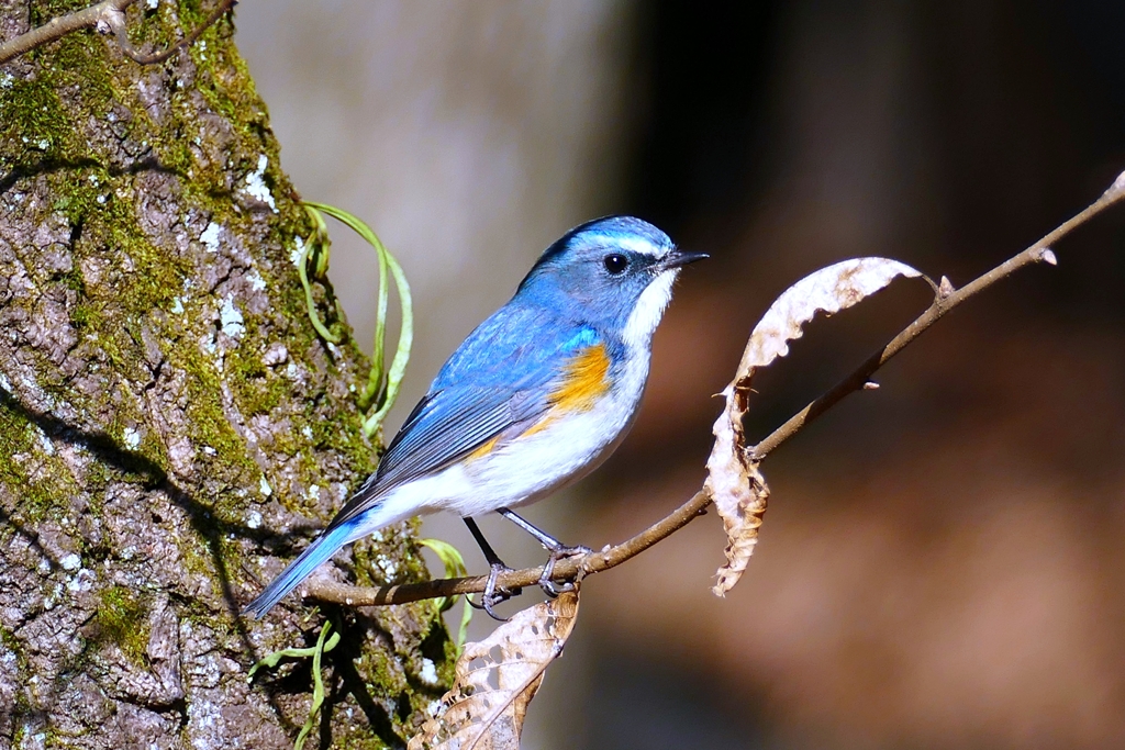 幸せの青い鳥