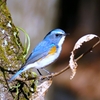 幸せの青い鳥