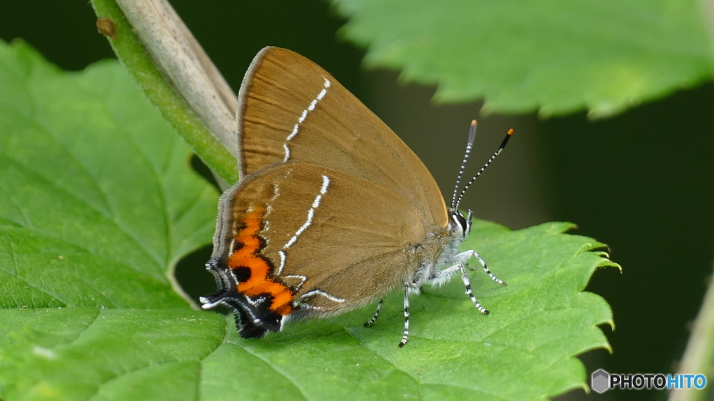 カラスシジミチョウ