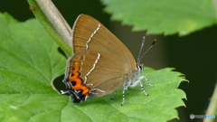 カラスシジミチョウ