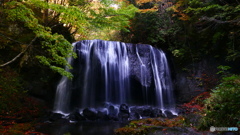 まだ色づかず ２