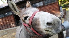 P1150724　＠石筵ふれあい牧場