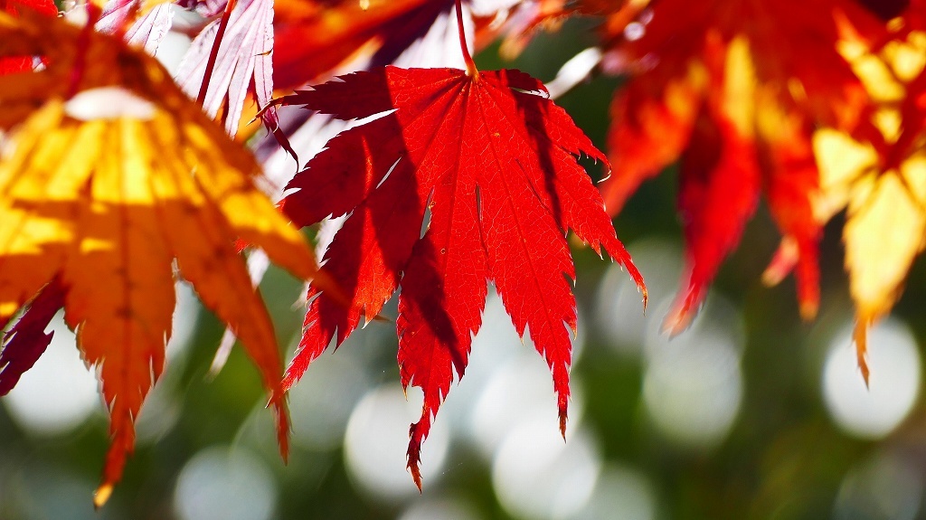 P1160640@白河市南湖