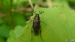 ヒゲブトハナムグリ