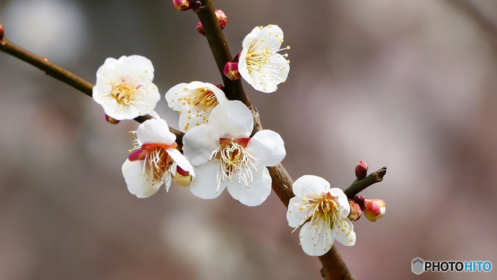 ＠神奈川県松田町
