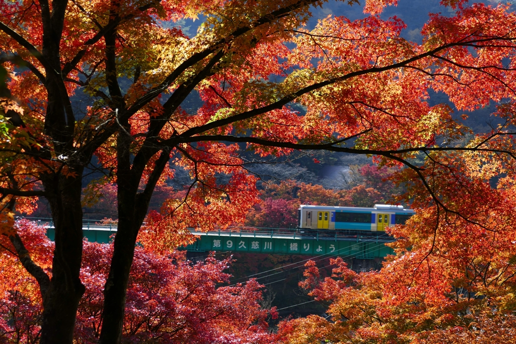 電車と紅葉１