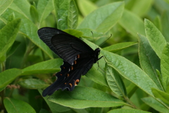 1000011907クロアゲハ