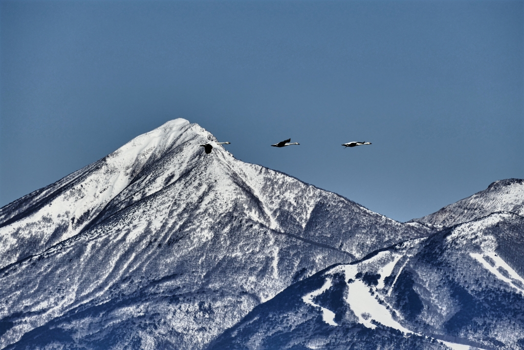 白鳥と磐梯山 １