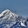 白鳥と磐梯山 １