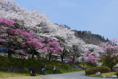 二色の桜