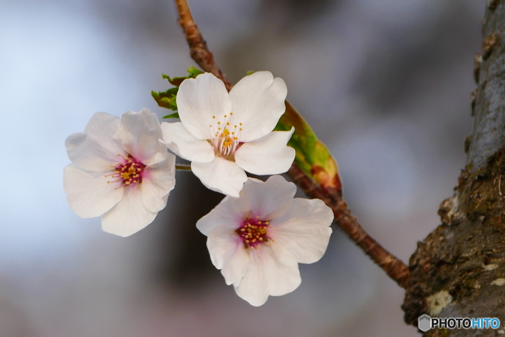 桜咲く２