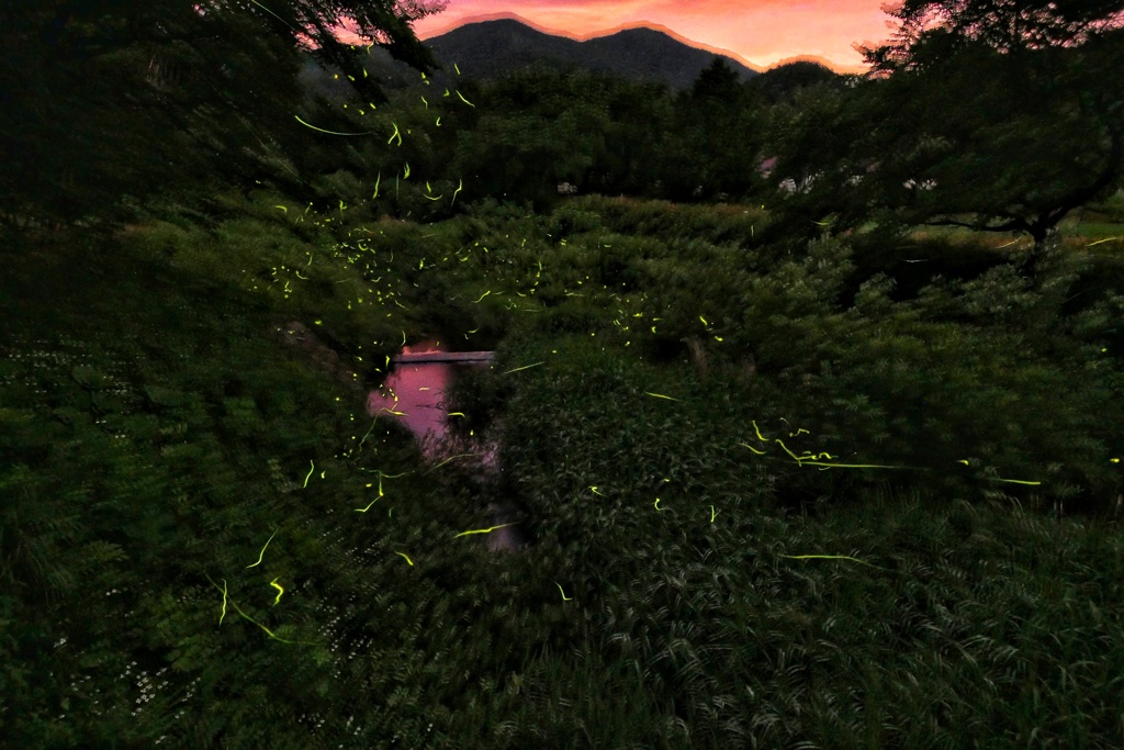 ホタル乱舞