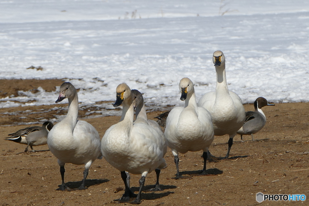 お題『マッチョ』