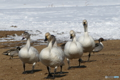 お題『マッチョ』