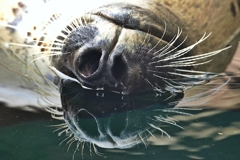 アザラシリフレクション