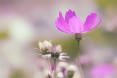 秋桜ソフトフイルタ仕上げ