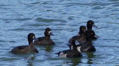 P1140862キンクロハジロ