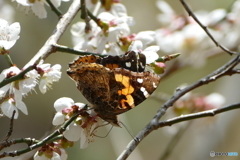 梅とアカタテハ２