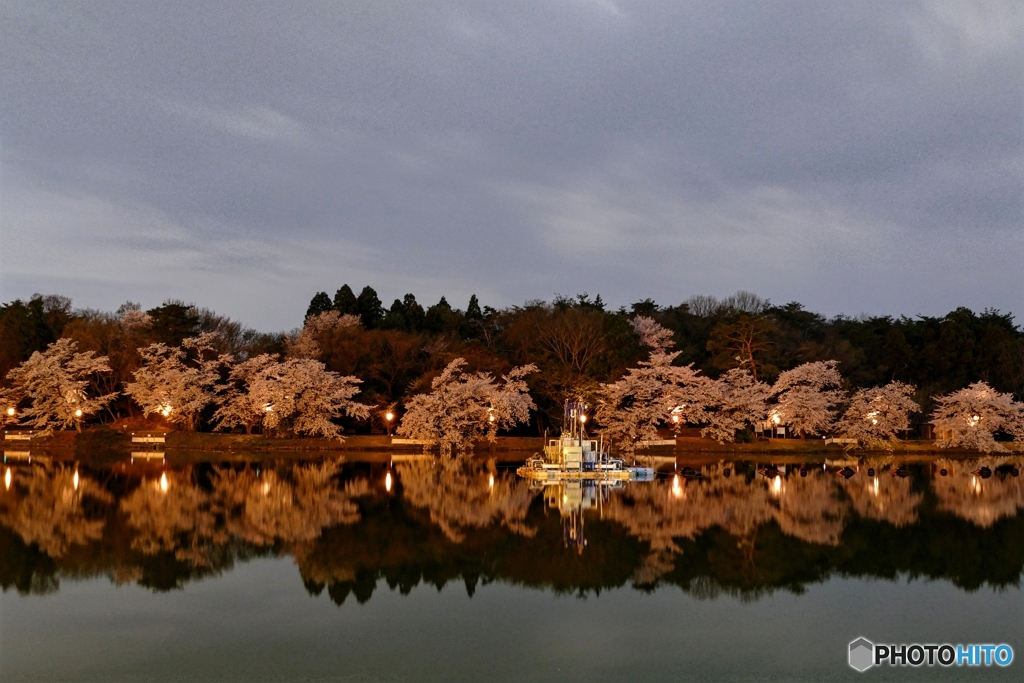夜桜リフレクション