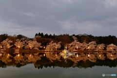 夜桜リフレクション