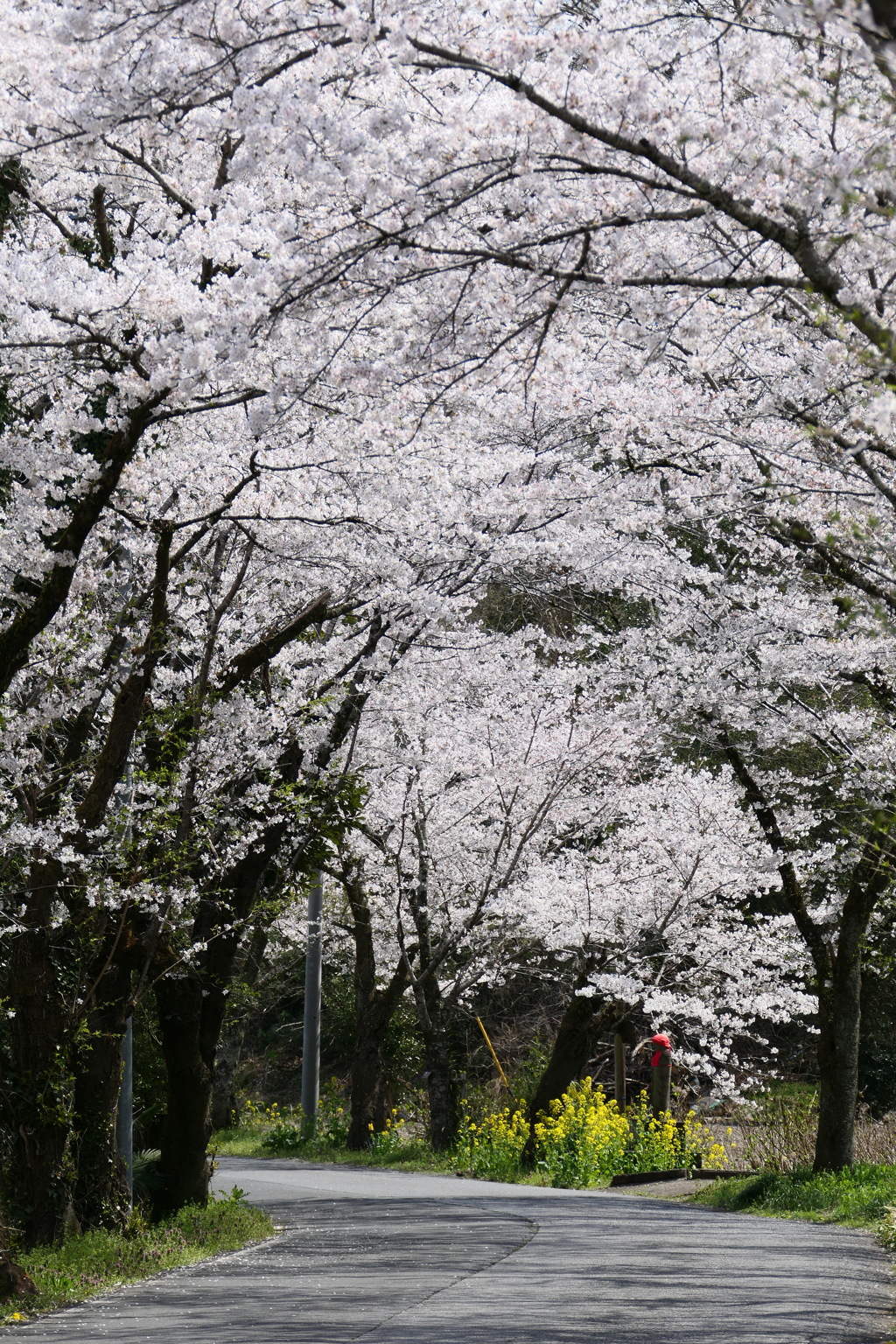 桜のトンネル②