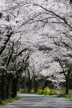 桜のトンネル②