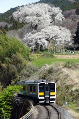 桜と電車と２