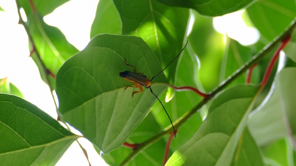 裏側にコッソリ