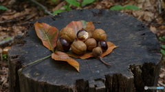 誰かが置いていった秋