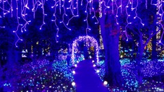 江の島イルミネーション８