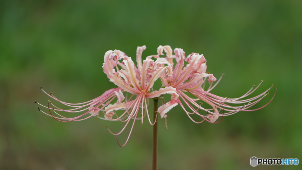 ピンクの彼岸花