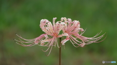 ピンクの彼岸花